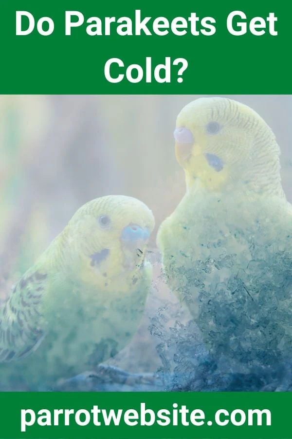 The Delicate Balance: Understanding and Managing Temperature for Your Parakeet