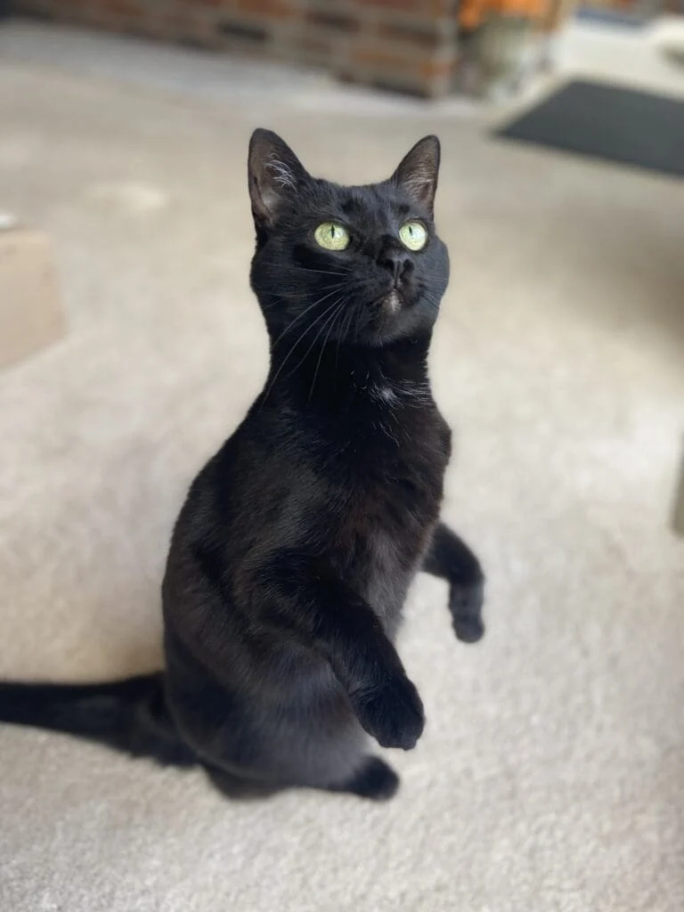 The Golden Years: A Comprehensive Guide to Elevating Senior Cat Care