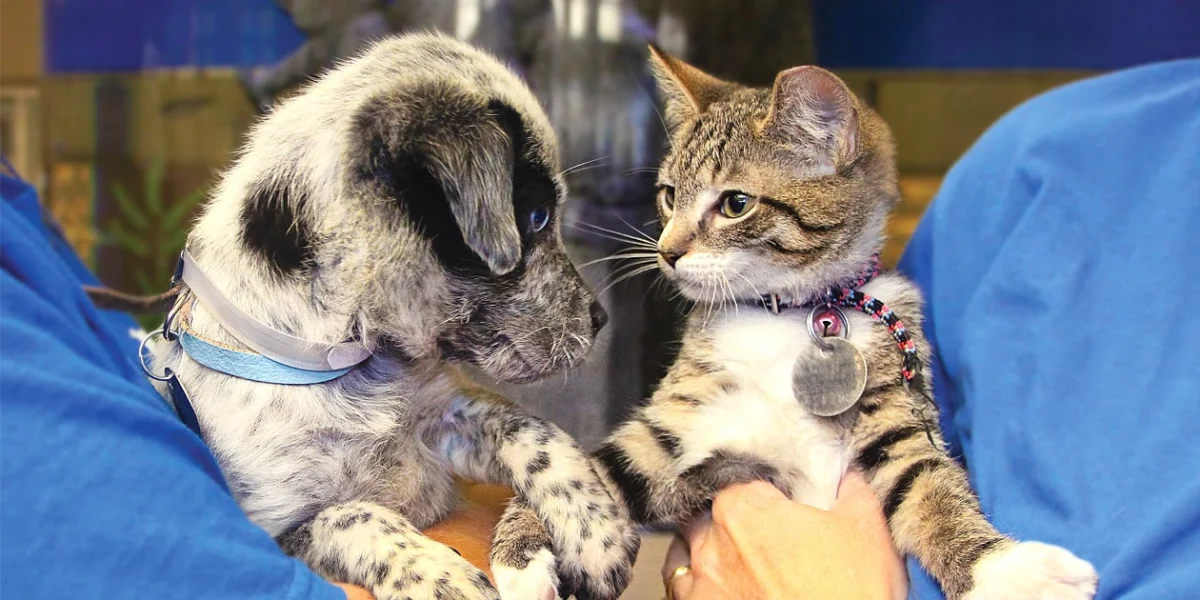The Legal and Ethical Labyrinth of Pet Rehoming: When “Giving Away” Becomes Permanent