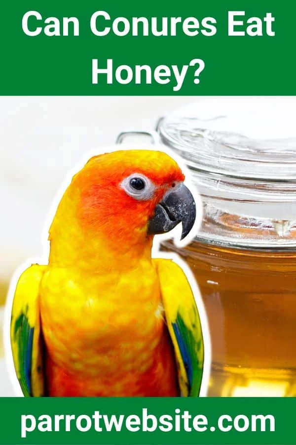The Silent Danger: Why Honey is Lethal to Your Conure