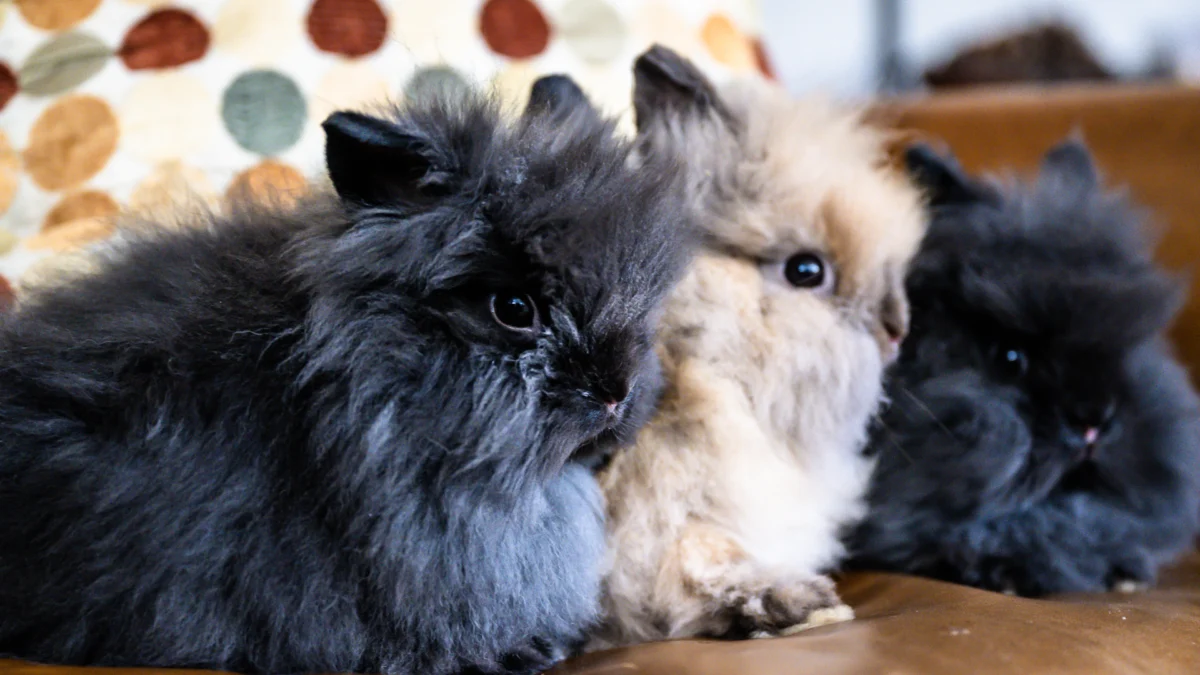 The Ultimate Guide to Baby Bunny Care: Understanding Wildlife Interventions, Domestic Raising, and Responsible Adoption