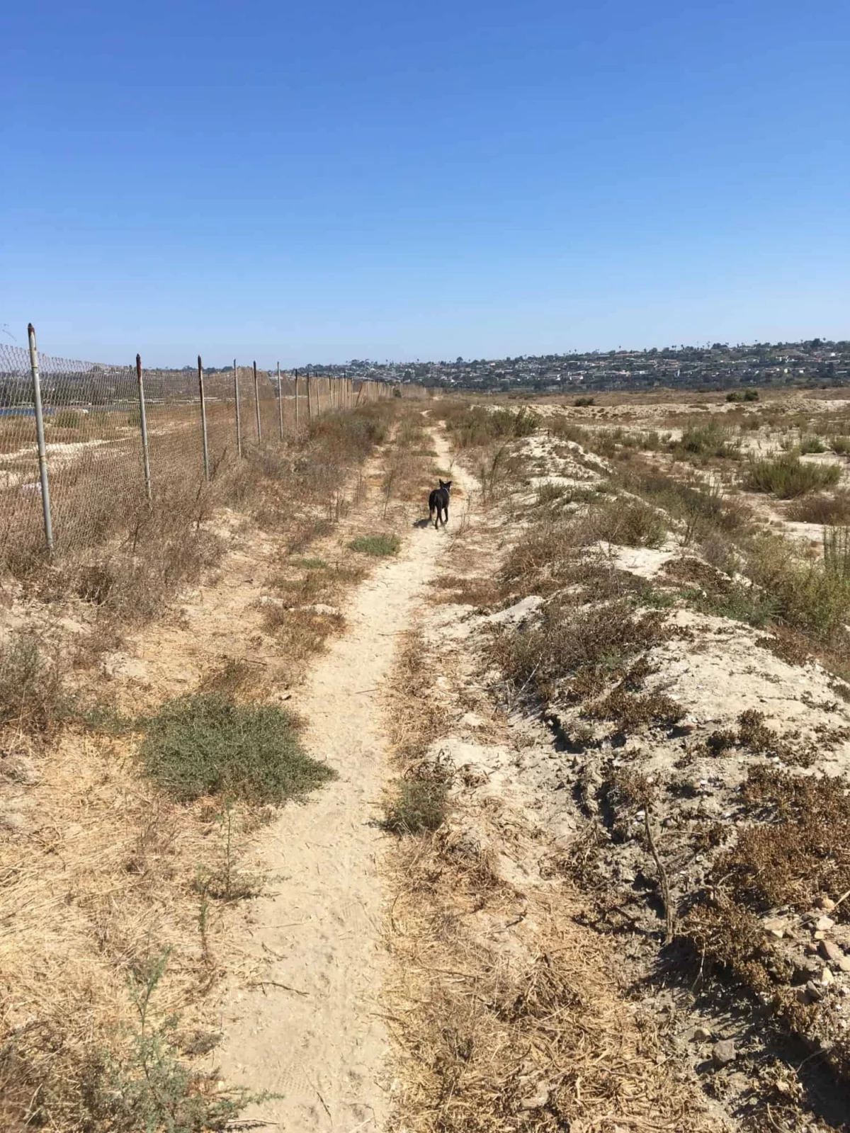 The Ultimate Paws-On Guide to San Diego: Exploring Fiesta Island and Old Town with Your Canine Companion