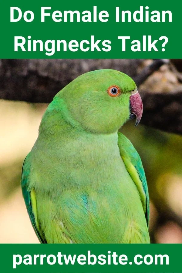 The Vocal Capabilities of the Indian Ringneck: Unveiling the Truth About Female Talkers