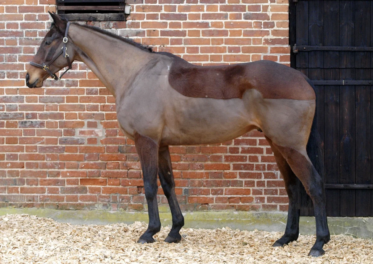 The Winter Clipping Dilemma: Balancing Equine Health, Workload, and Management