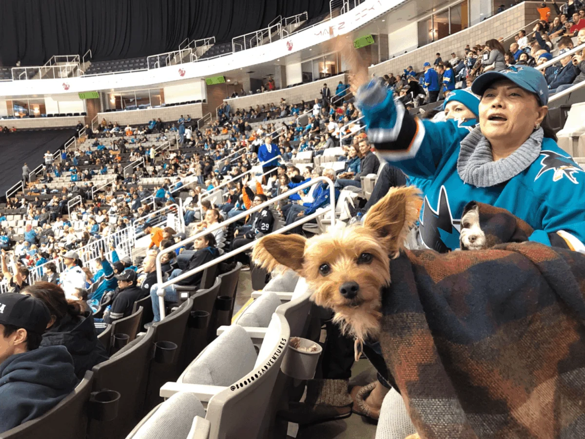 Unleashing the Rink: The Ultimate Guide to the 2024–2025 "Pucks and Paws" Dog-Friendly Hockey Season