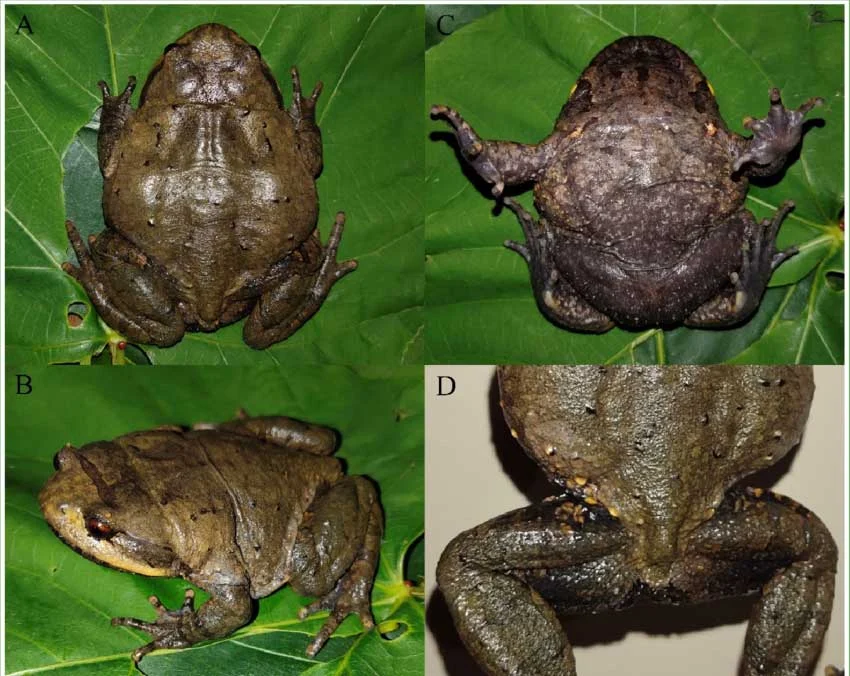 Unveiling the Short-Legged Toad: Scientists Discover New Amphibian Species in Southern China’s Guangxi Region