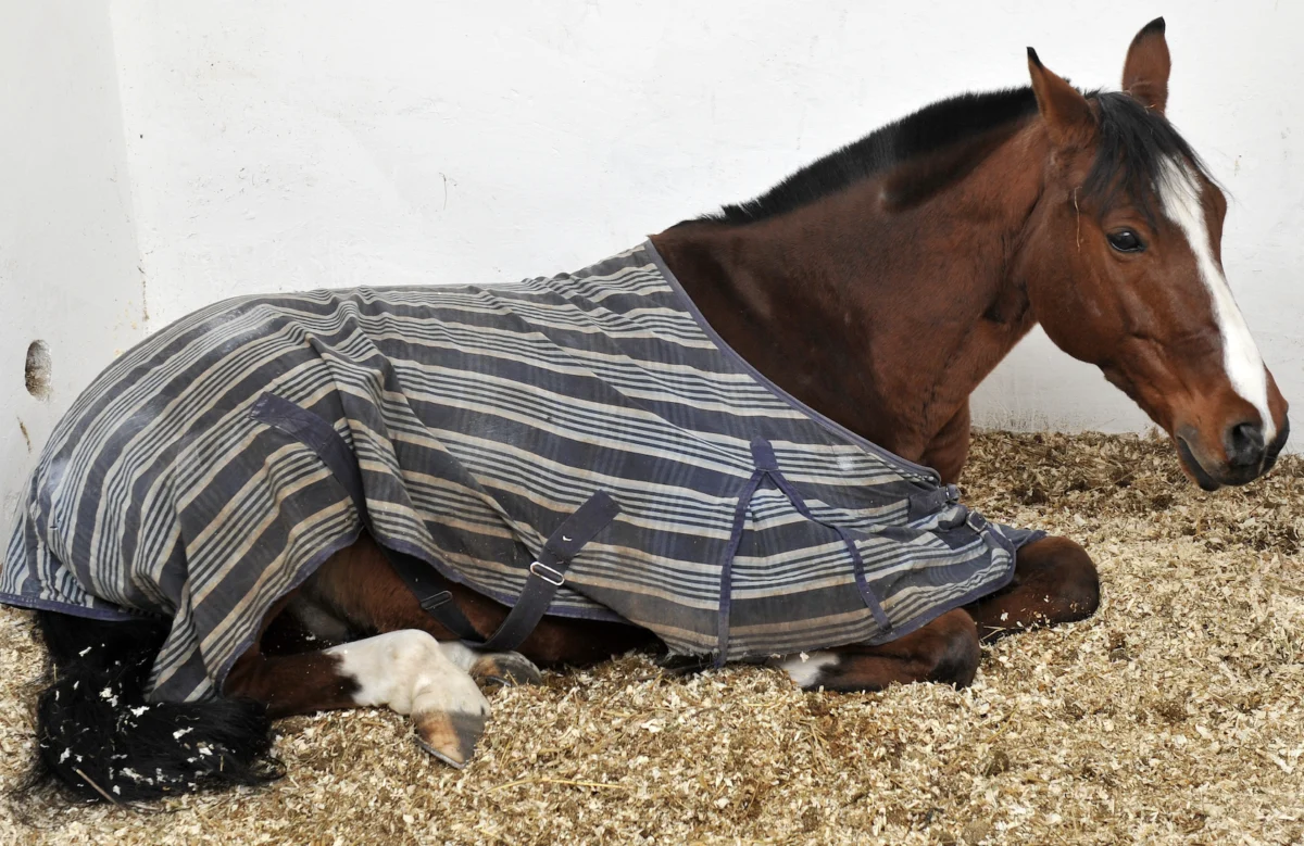 Choosing the Right Horse Bedding: A Comprehensive Guide to Pros, Cons, and Stable Management