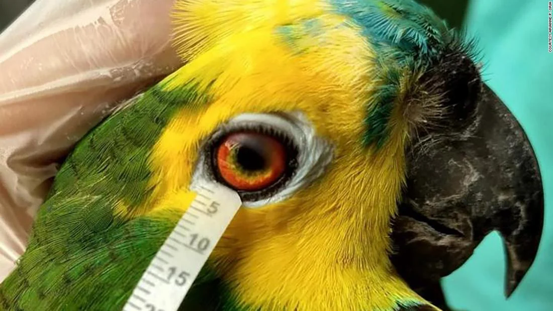 Do Parrots Cry? Understanding Avian Emotions and Stress Signals