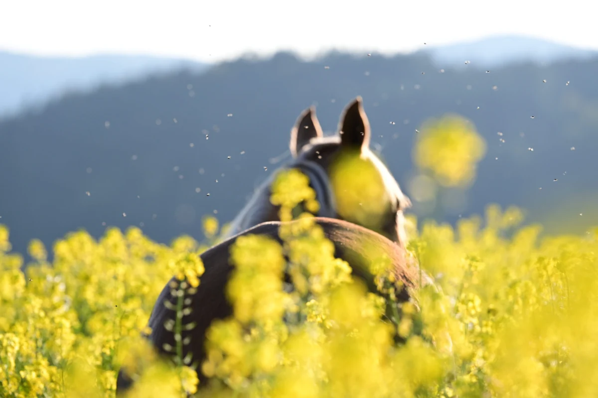 Equine Health Alert: Pigeon Fever Cases Surge Across Deschutes and Crook Counties in Oregon