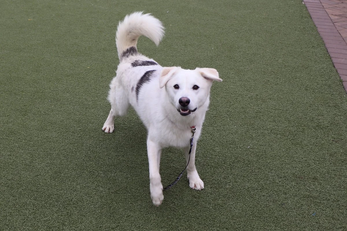 From Shelter Spotlight to Forever Home: The Remarkable Journey of Bentley the Husky Mix