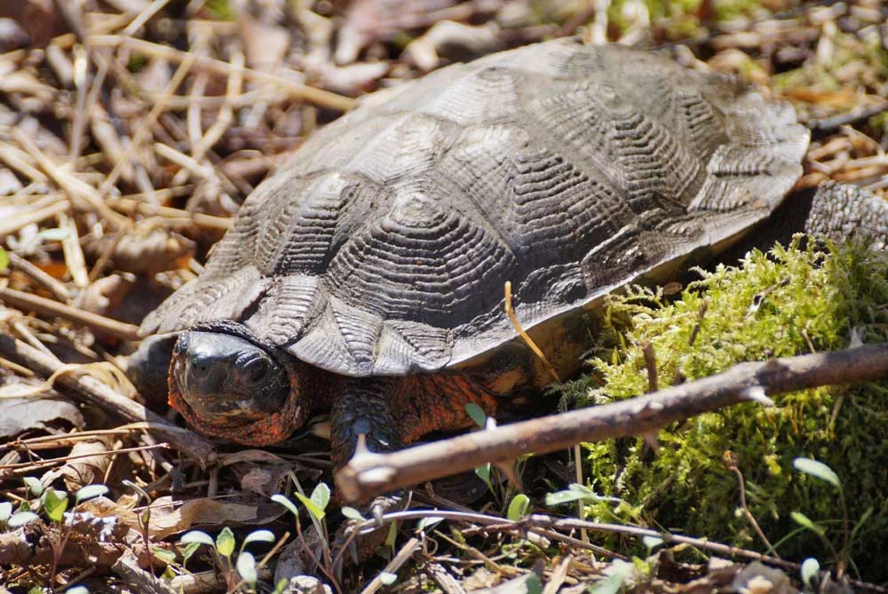 High Ground Horizons: How New York’s Catskill Mountains Are Becoming a Vital Climate Refuge for Wood Turtles