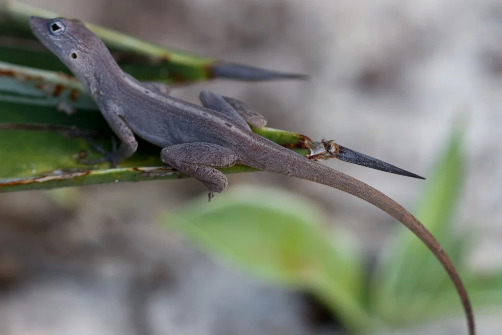 Hurricanes as Evolutionary Sculptors: How Catastrophic Storms Drive Rapid Genetic and Physical Adaptation in Island Lizards