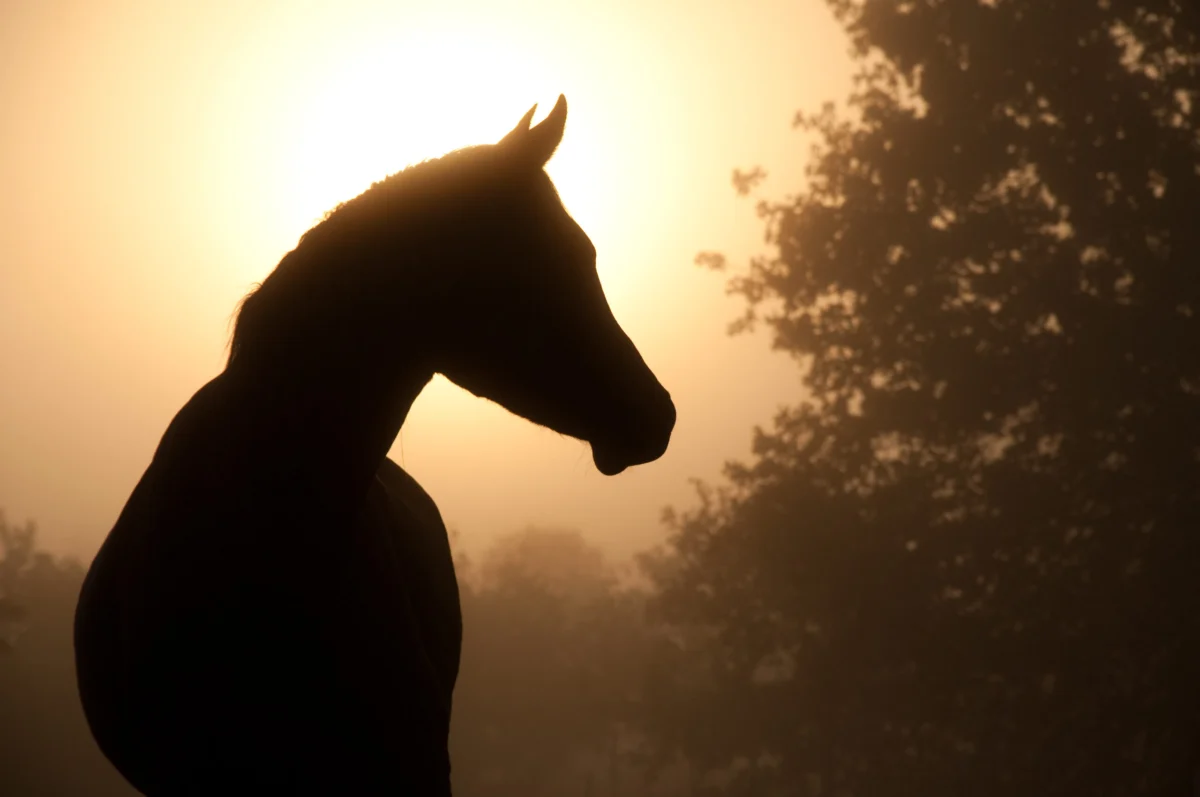 Kentucky Reports Second Equine West Nile Virus Case of the Year in Clinton County