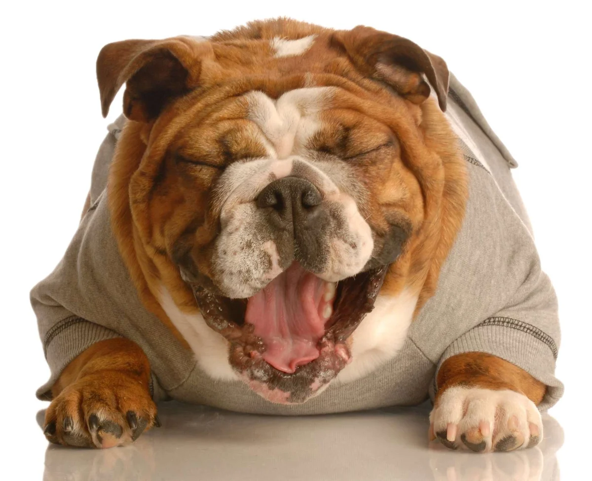 The Canine Comedian: Exploring the Science and Soul of Dog Humor