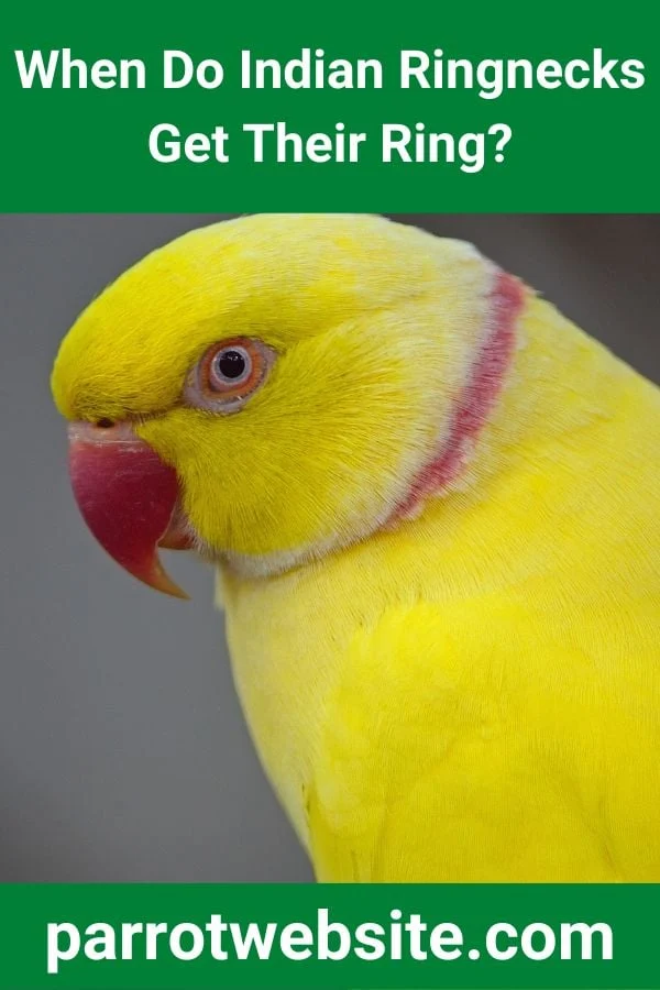 The Colorful Enigma: A Comprehensive Guide to Indian Ringneck Parrot Maturation