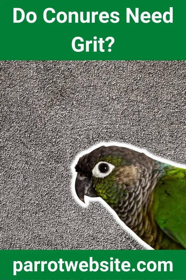 The Grit Myth: Why Your Conure’s Digestive Health Doesn’t Require Supplements