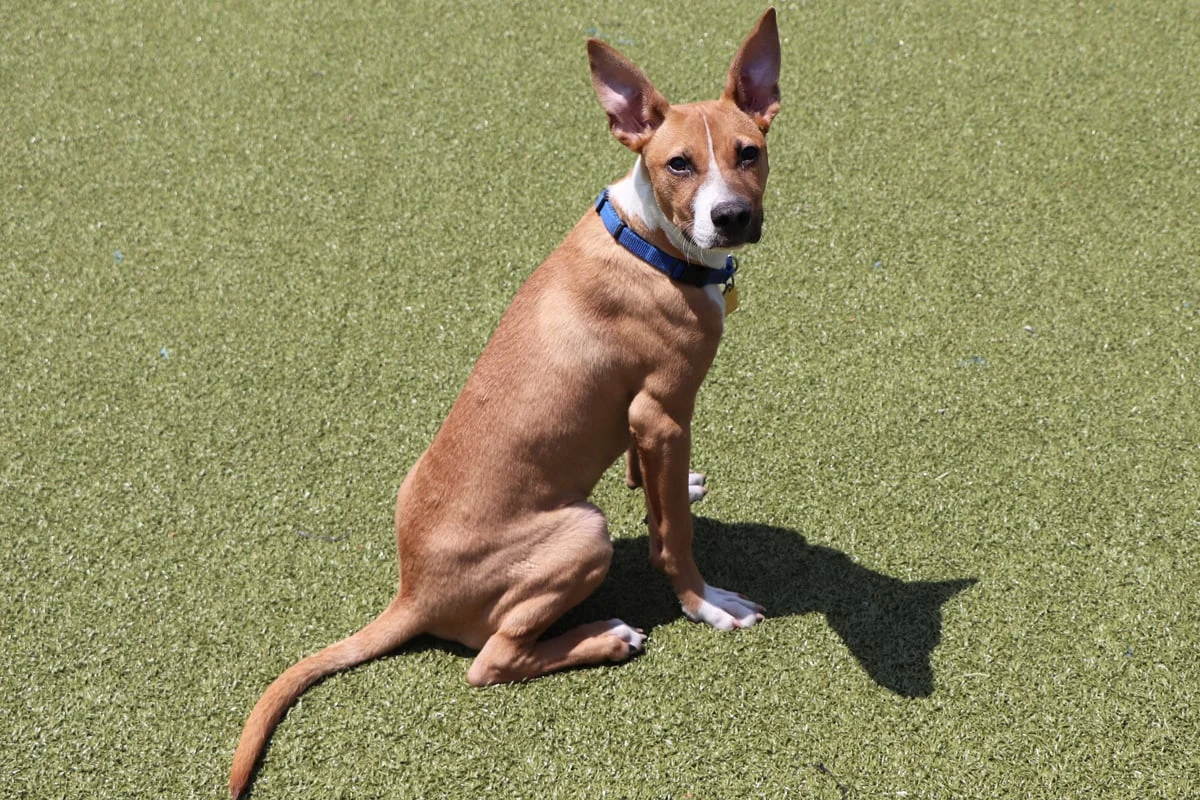 The Lifesaving Bridge: How Foster Care is Redefining Animal Rescue