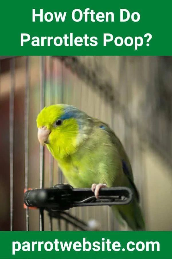 The Reality of Avian Care: Understanding the Digestive Metabolism of the Parrotlet