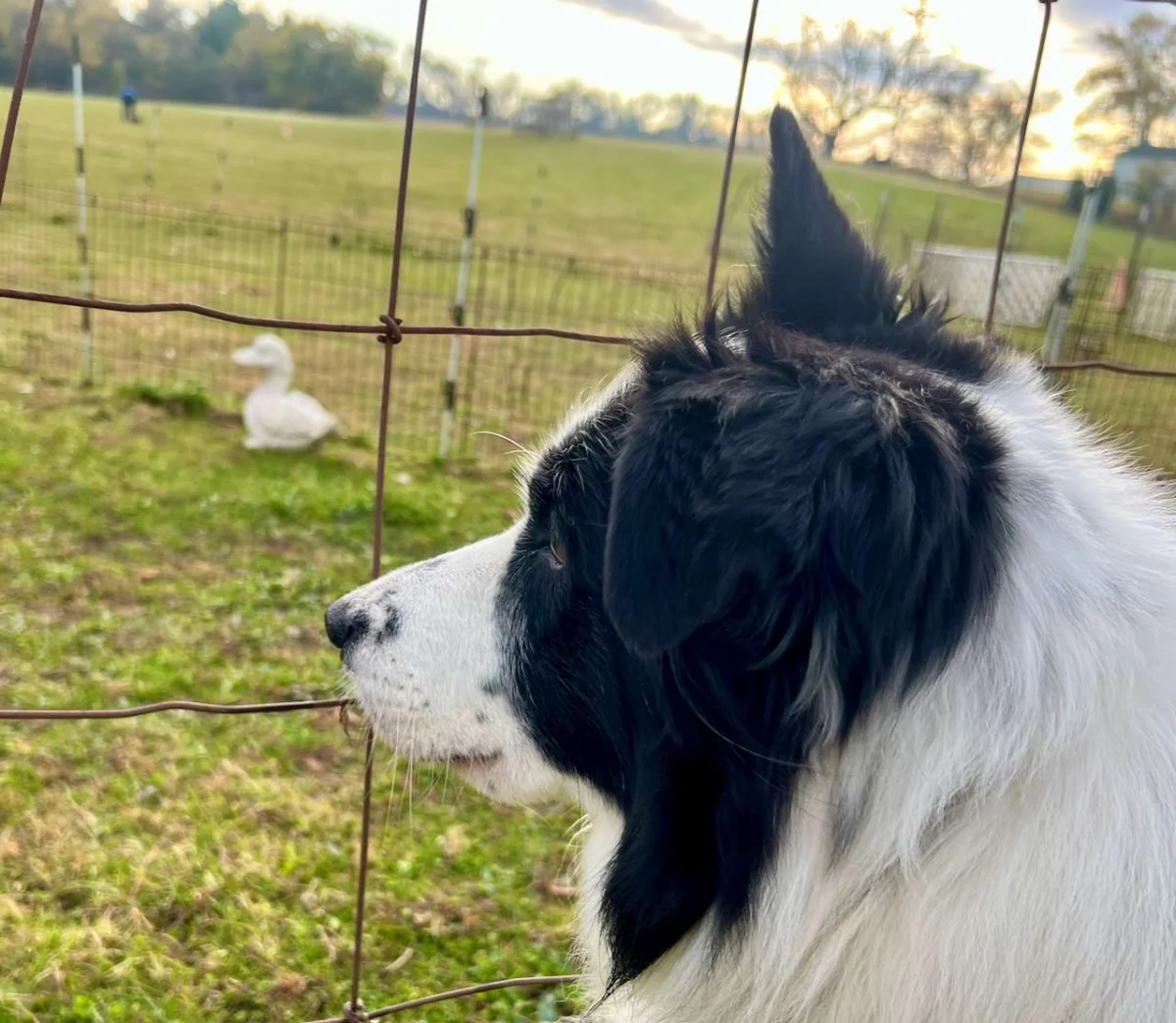 Triumph, Resilience, and the Art of the Herding Trial: A Weekend at Stocktoberfest